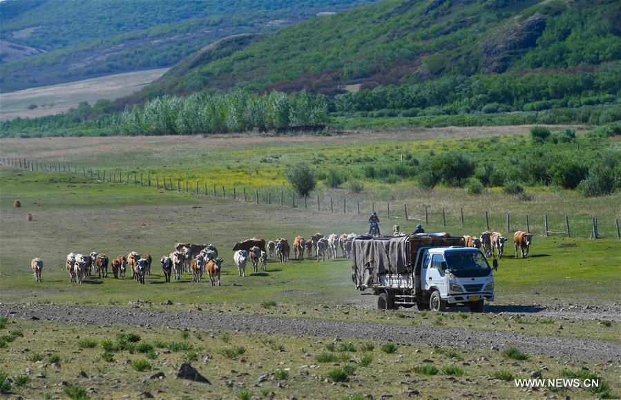 CHINA-INNER MONGOLIA-LIVESTOCK TRANSFER-SUMMER PASTURE (CN)