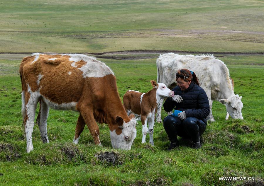 CHINA-INNER MONGOLIA-LIVESTOCK TRANSFER-SUMMER PASTURE (CN)