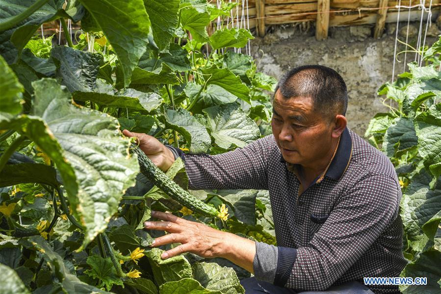 CHINA-XINJIANG-CASH CROPS-PLANTING (CN)