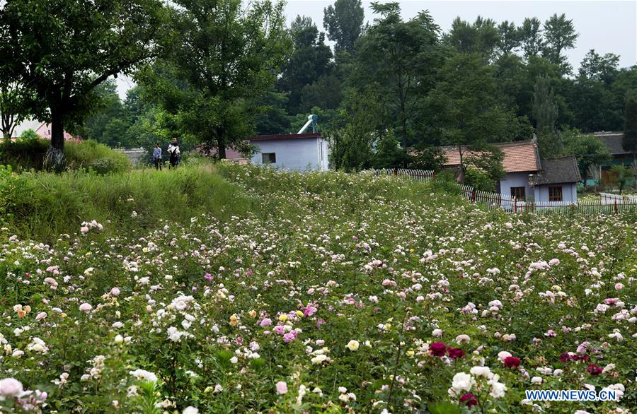 CHINA-SHAANXI-LUONAN-ROSE TOWN (CN)