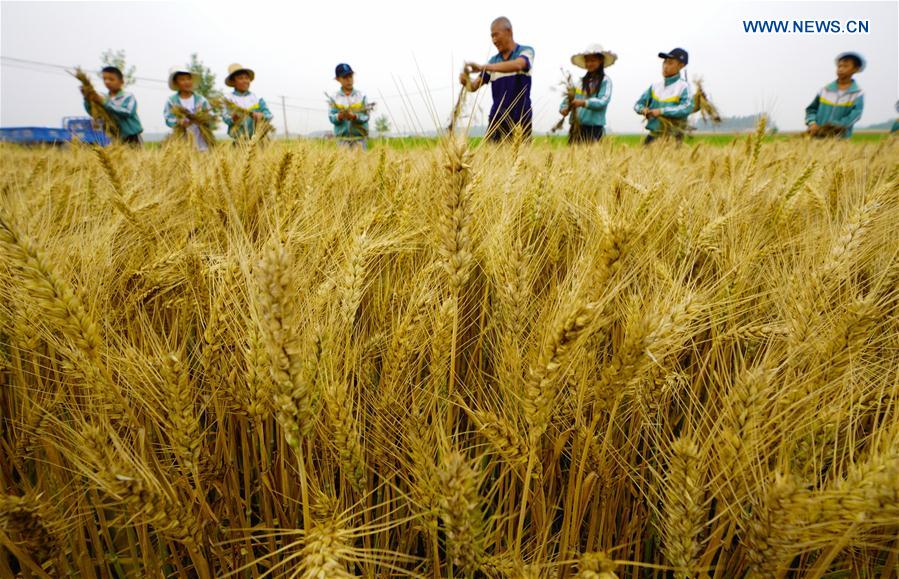 CHINA-TANGSHAN-CHILDREN-FARMING (CN)