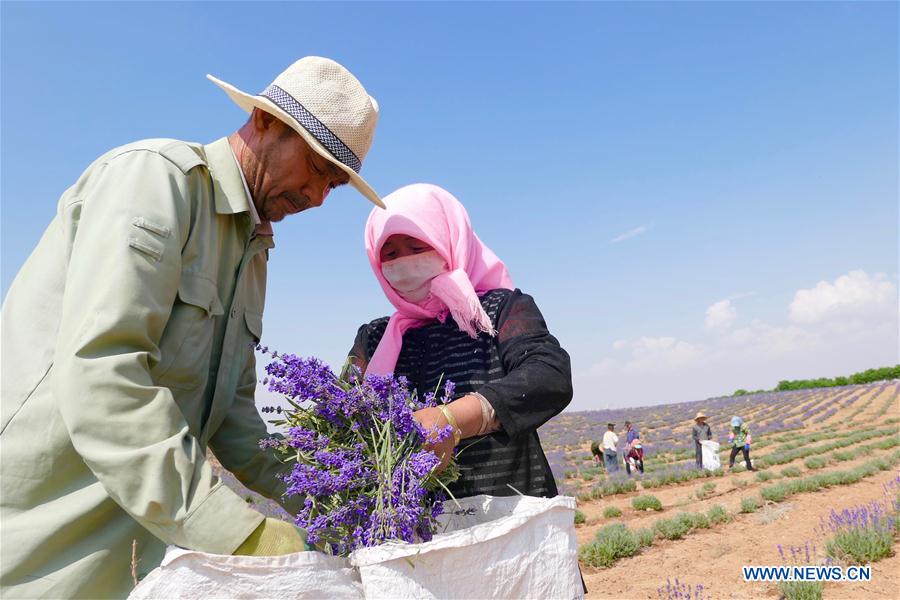 CHINA-NINGXIA-MAOWUSU DESERT-LAVENDER-HARVEST (CN)