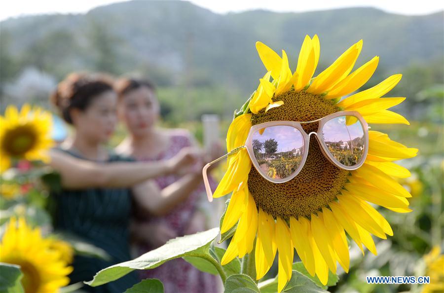 #CHINA-HEBEI-HANDAN-SUNFLOWERS (CN)