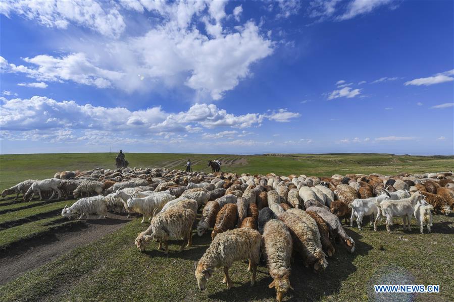 CHINA-XINJIANG-SUMMER PASTURE-TRANSFER (CN)