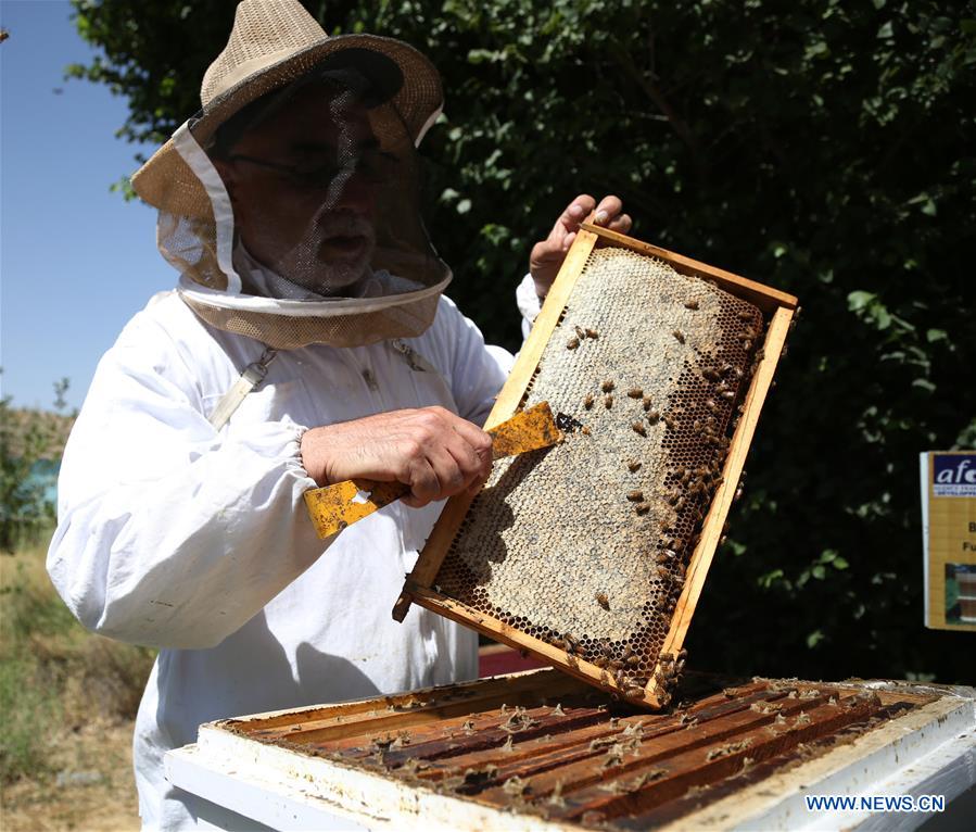 AFGHANISTAN-KABUL-BEE FARM