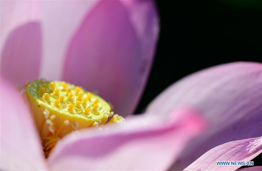 #CHINA-ANHUI-LOTUS FLOWERS (CN)