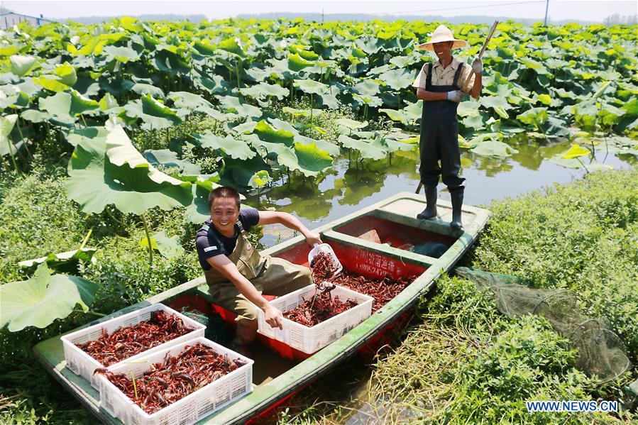 CHINA-JIANGSU-CRAYFISH-CULTIVATION (CN)