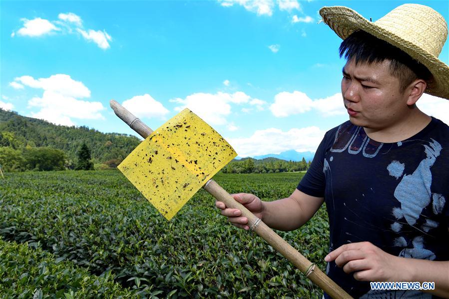 CHINA-FUJIAN-TEA GARDEN-PEST CONTROL(CN)