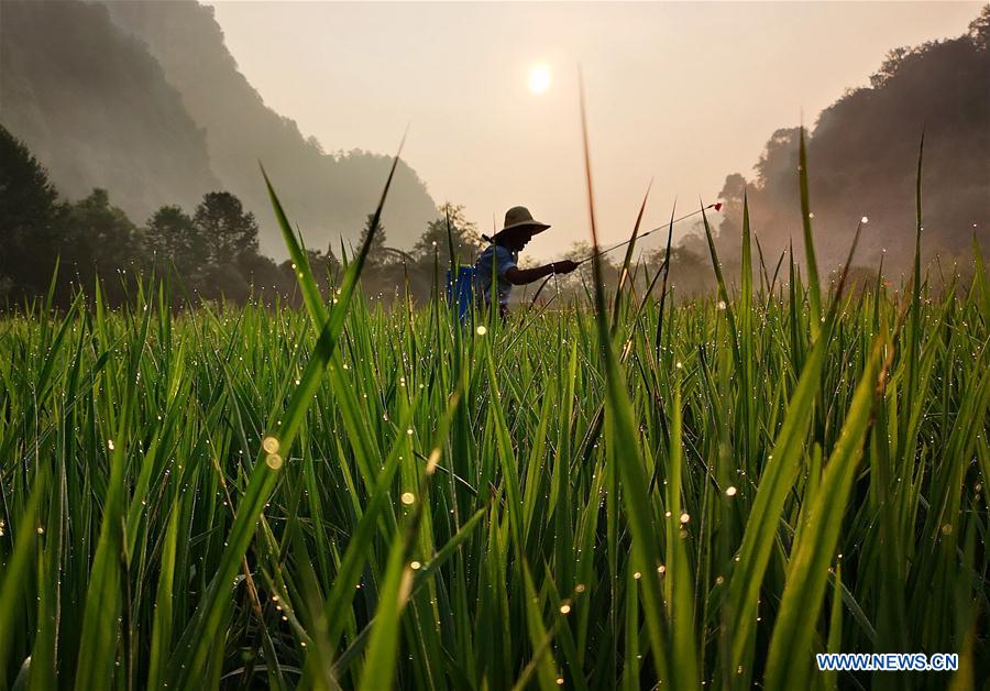 #CHINA-AGRICULTURE-FARMING (CN)