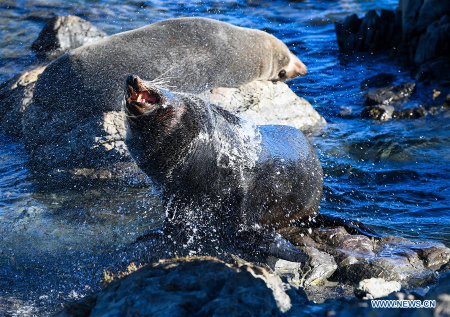 NEW ZEALAND-WELLINGTON-NEW ZEALAND FUR SEALS