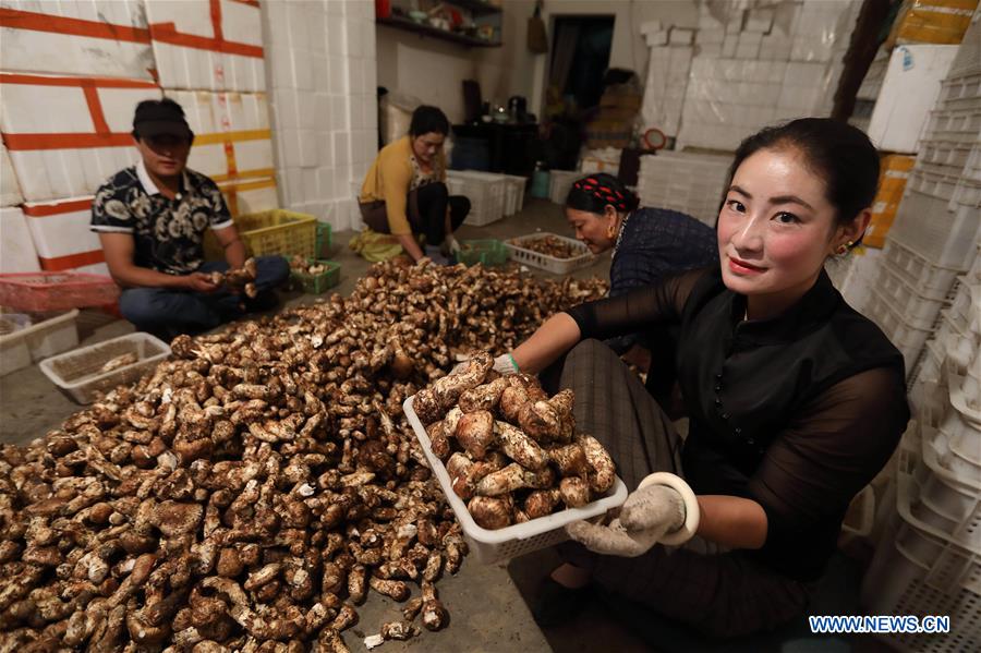 CHINA-SICHUAN-YAJIANG-MATSUTAKE (CN)