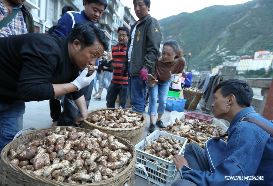 CHINA-SICHUAN-YAJIANG-MATSUTAKE (CN)