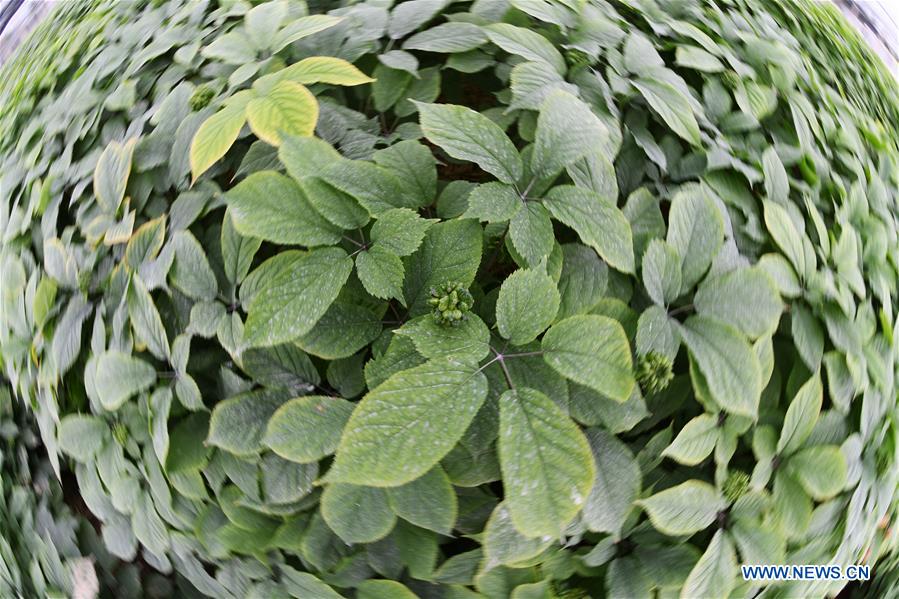 U.S.-WISCONSIN-GINSENG-TRADE-FARM