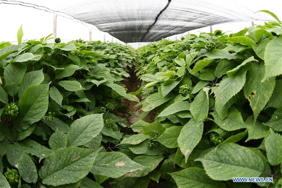 U.S.-WISCONSIN-GINSENG-TRADE-FARM