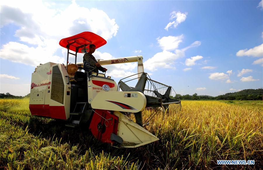 #CHINA-JIANGXI-AGRICULTURE-HARVEST (CN)