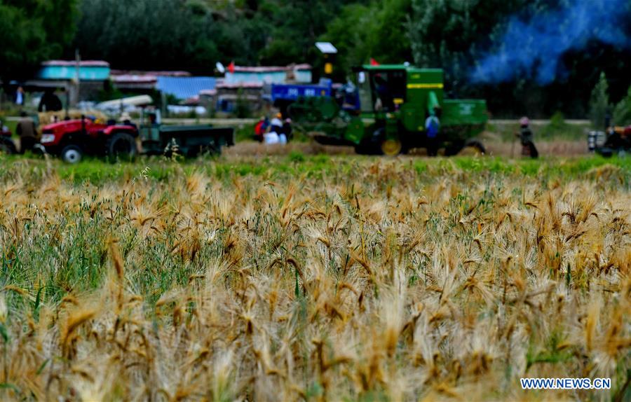 CHINA-TIBET-AGRICULTURE-HARVEST (CN)