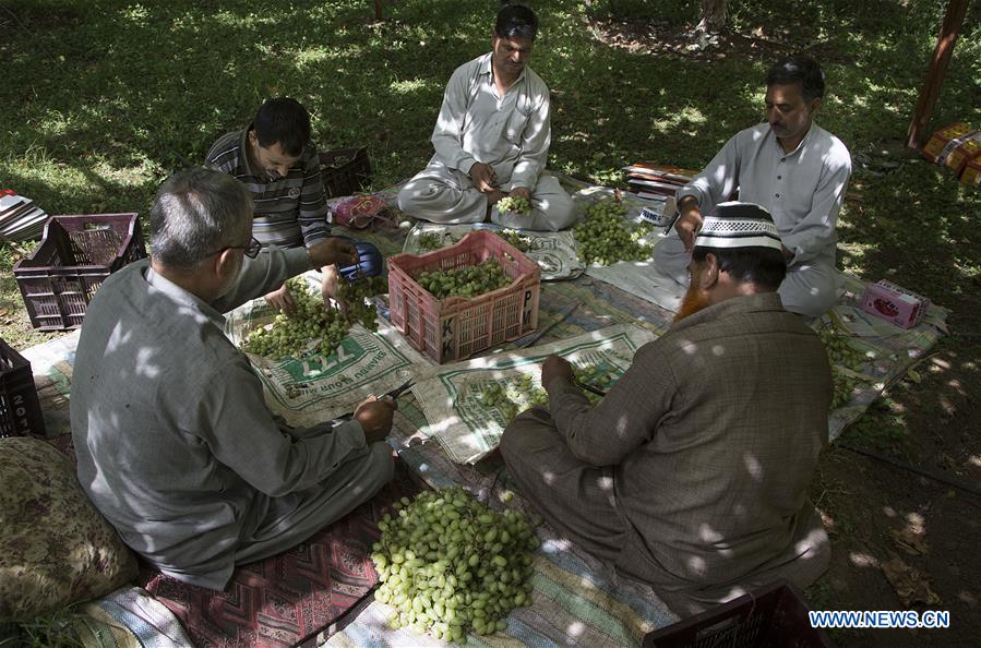 KASHMIR-SRINAGAR-GRAPE HARVEST