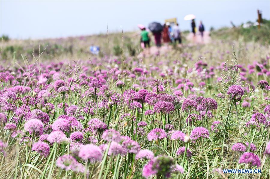 CHINA-GUIZHOU-CHIVE FLOWER (CN)