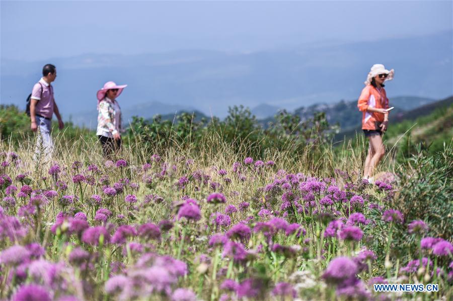 CHINA-GUIZHOU-CHIVE FLOWER (CN)