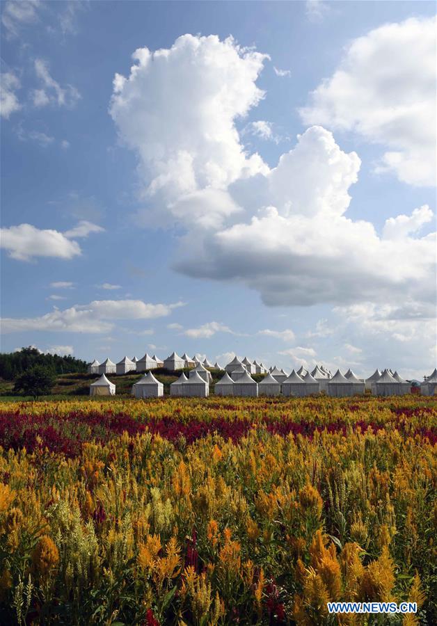 CHINA-YUNNAN-LUOPING-COLORFUL FLOWER FIELDS (CN)