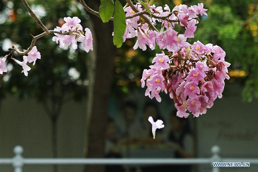 SINGAPORE-TRUMPET TREE-BLOSSOM