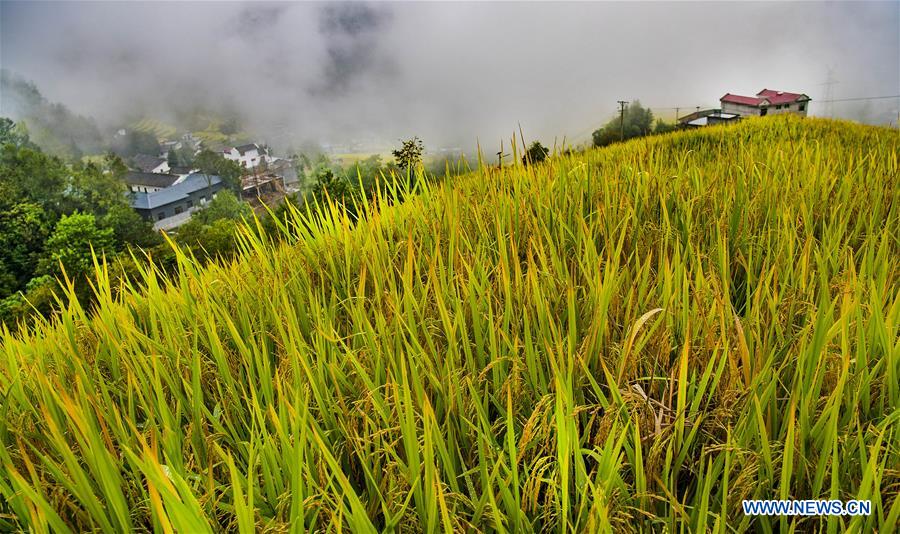 CHINA-SHAANXI-TERRACED FIELDS (CE)