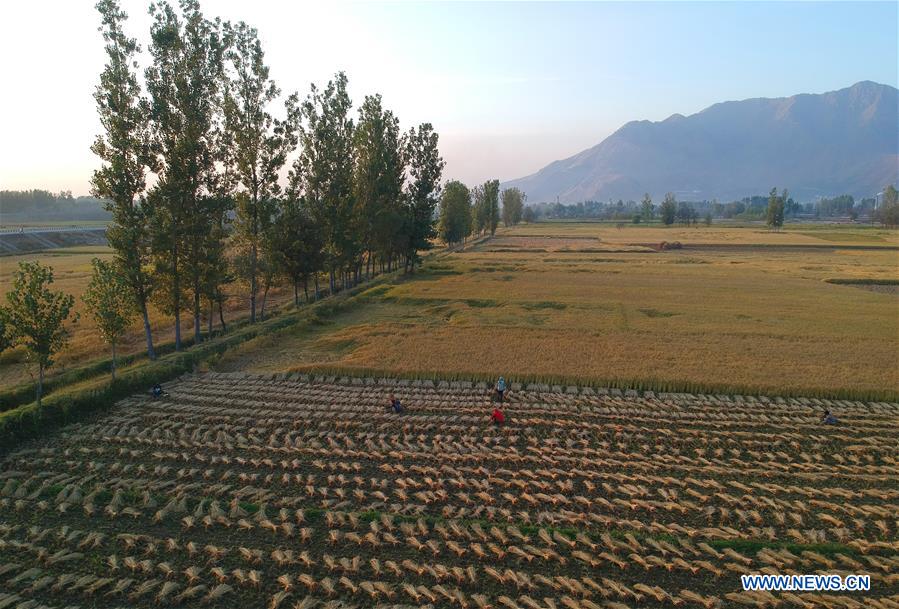 KASHMIR-SRINAGAR-PADDY HARVEST