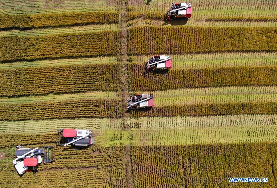 #CHINA-GRAIN YIELD-BUMPER HARVEST YEAR(CN)