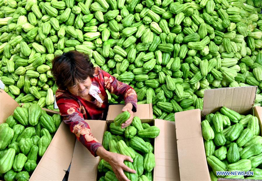 #CHINA-SHANDONG-FARMWORK (CN)