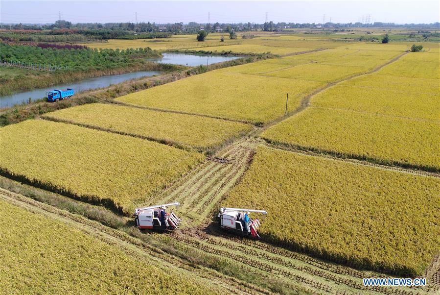 CHINA-ANHUI-FEIXI-HARVEST (CN)