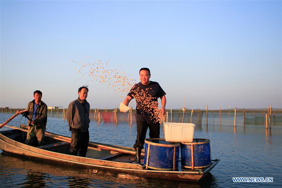 CHINA-JIANGSU-KUNSHAN-HAIRY CRAB CULTIVATOR (CN)