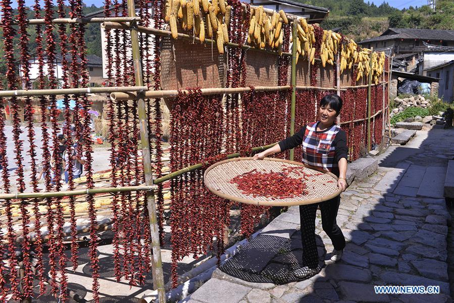 #CHINA-FUJIAN-AUTUMN TEA-HARVEST (CN) 