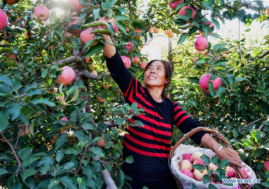 CHINA-HEBEI-APPLE-HARVEST (CN)