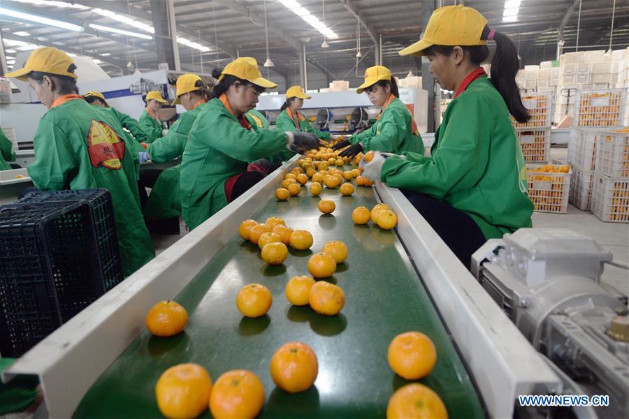 #CHINA-JIANGXI-ORANGE-HARVEST (CN)