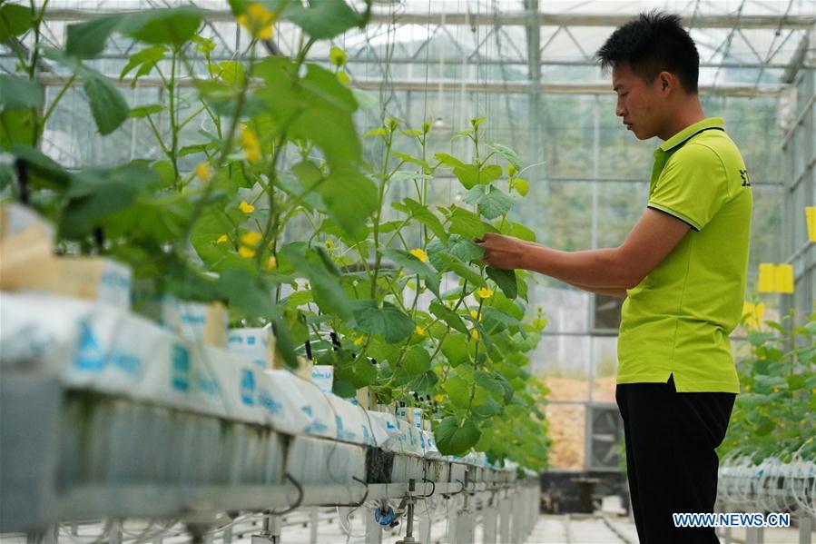 CHINA-JIANGXI-VEGETABLE-POVERTY ALLEVIATION (CN)