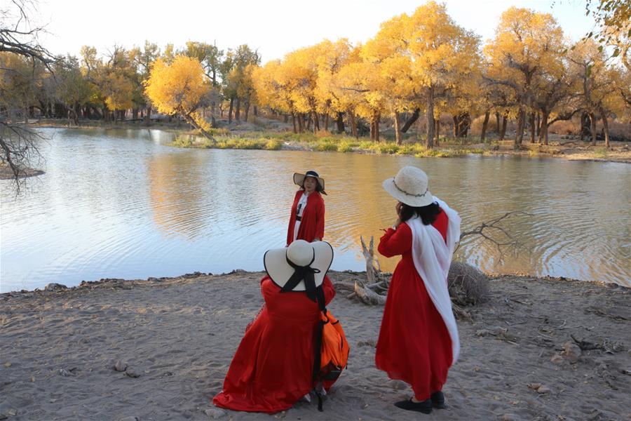 CHINA-INNER MONGOLIA-POPULUS EUPHRATICA-SCENERY (CN) 