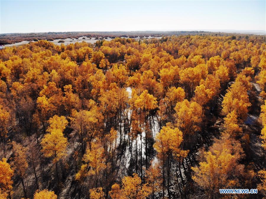 CHINA-JIUQUAN-POPULUS EUPHRATICA-AUTUMN SCENERY (CN)