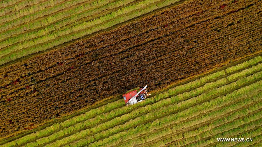 #CHINA-JIANGSU-HUAI'AN-RICE-HARVEST (CN)