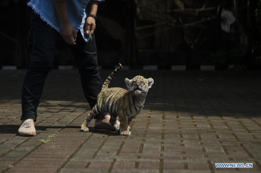 INDONESIA-BANDUNG-BENGAL TIGER-CUB