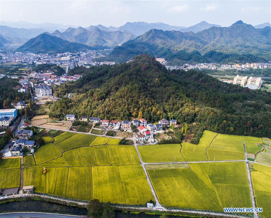 CHINA-HANGZHOU-RICE-HARVEST (CN)