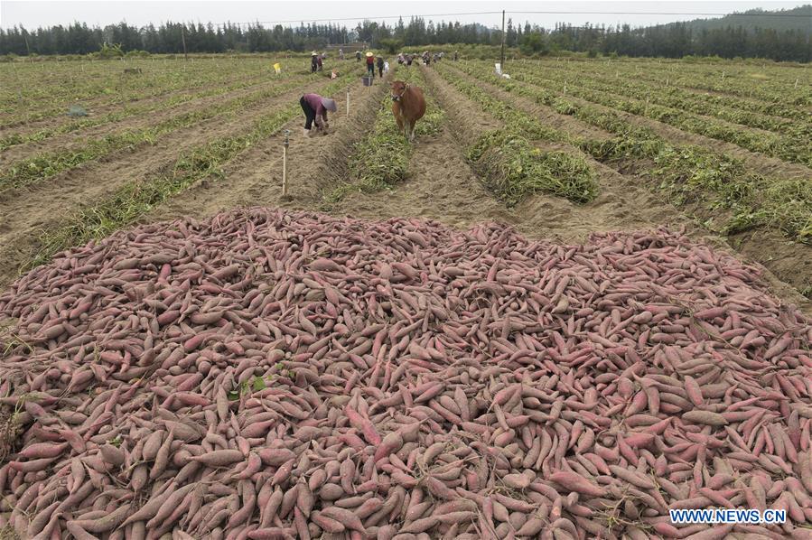 CHINA-FUJIAN-SWEET POTATO-HARVEST (CN)