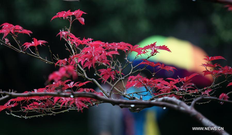 #CHINA-JIANGSU-MAPLE-SCENERY (CN)