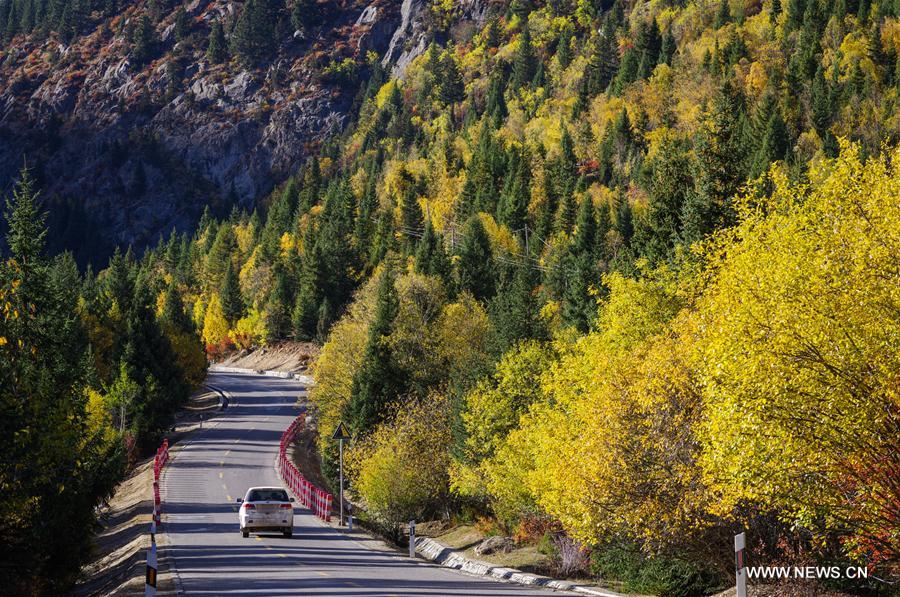 CHINA-TIBET-AUTUMN-SCENERY (CN)