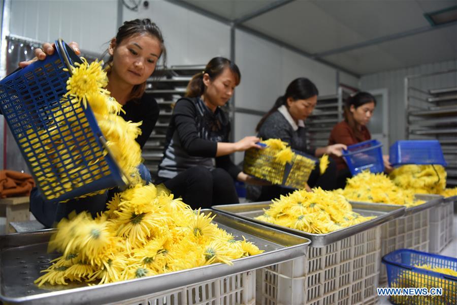 #CHINA-HEBEI-CHRYSANTHEMUM-HARVEST (CN)