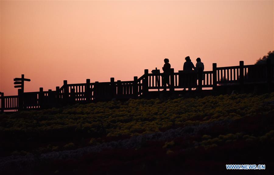 CHINA-GUIZHOU-CHRYSANTHEMUM-TOURISM (CN)