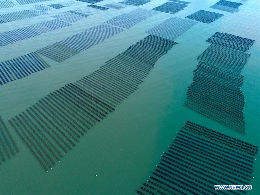 CHINA-FUJIAN-XIAPU-SEAWEED-HARVEST(CN)