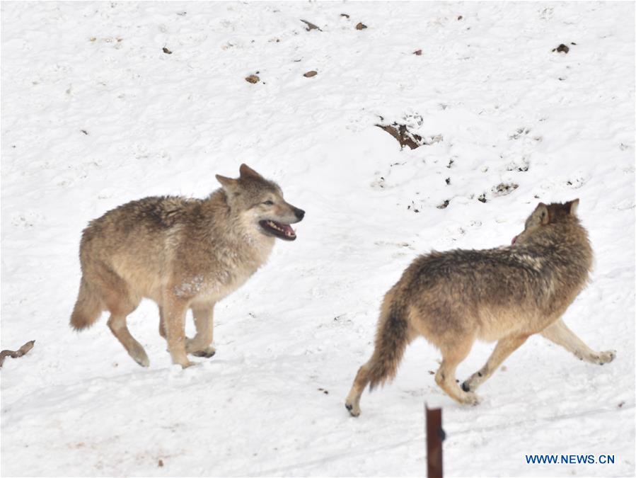 #CHINA-QINGHAI-XINING-ZOO-ANIMAL (CN*)