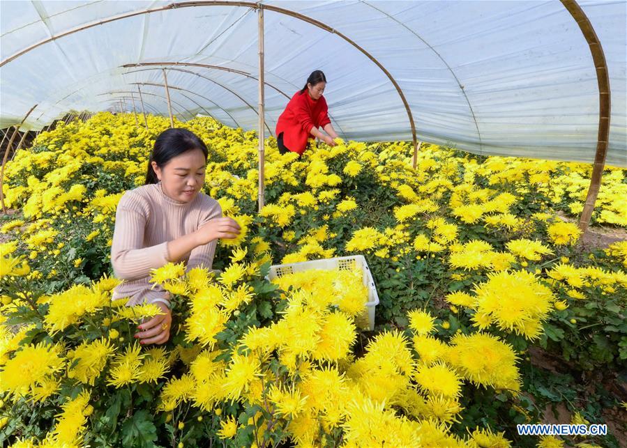 CHINA-HEBEI-CHRYSANTHEMUM (CN)