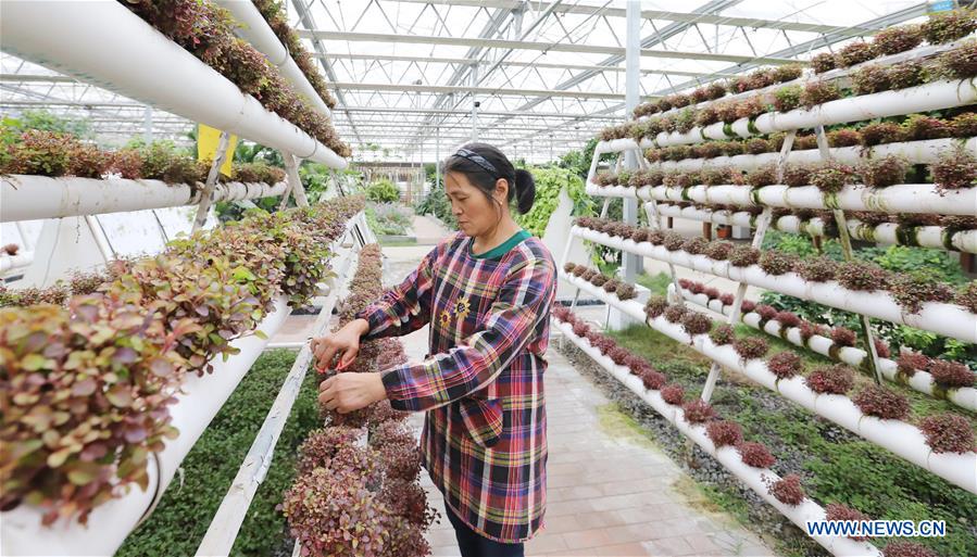 #CHINA-WINTER-FARM WORK (CN)