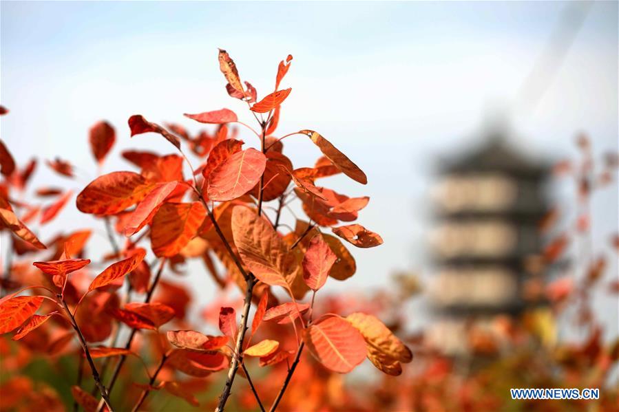 #CHINA-SCENERIES (CN)